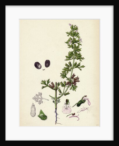 Teucrium Botrys Cut-Leaved Germander by Anonymous