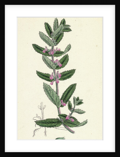 Teucrium Scordium Water Germander by Anonymous