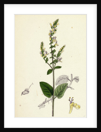 Teucrium Scorodonia Wood Germander by Anonymous