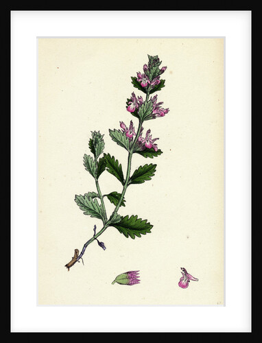 Teucrium Chamaedrys Wall Germander by Anonymous