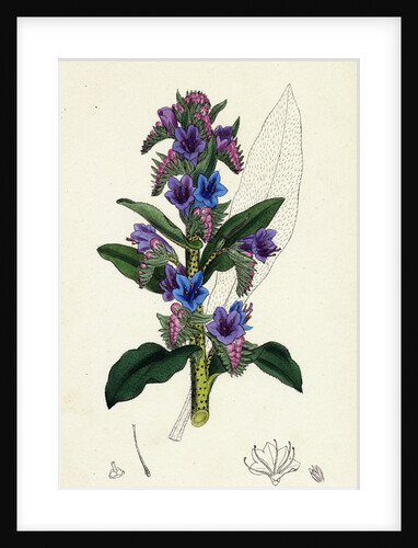 Echium Vulgare Common Viper's-Bugloss by Anonymous