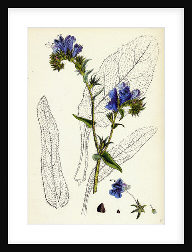 Echium Plantagineum Purple Viper's-Bugloss by Anonymous