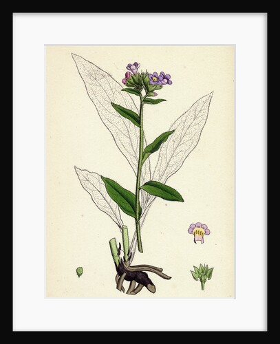 Pulmonaria Angustifolia Narrow-Leaved Lungwort by Anonymous