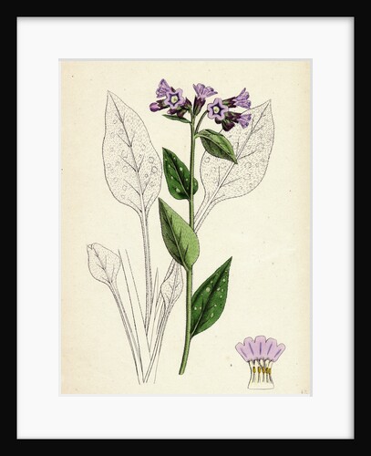Pulmonaria Officinalis Common Lungwort by Anonymous