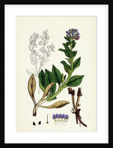 Mertensia Maritima Oyster-Plant by Anonymous