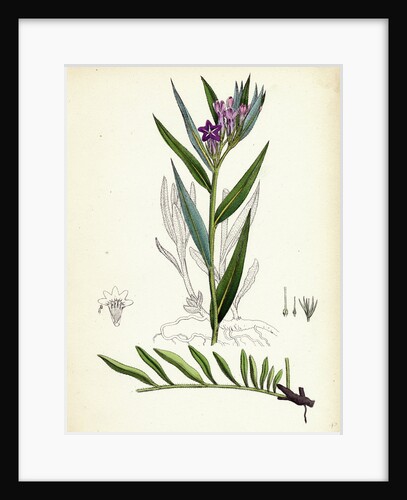 Lithospermum Purpuro-Coeruleum Purple Gromwell by Anonymous