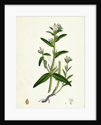 Lithospermum Arvense Corn Gromwell by Anonymous