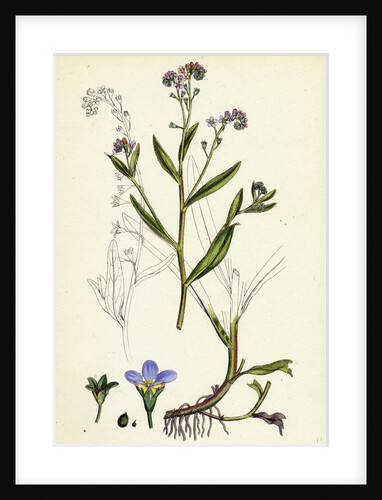 Myosotis Caespitosa Tufted Water Forget-Me-Not by Anonymous