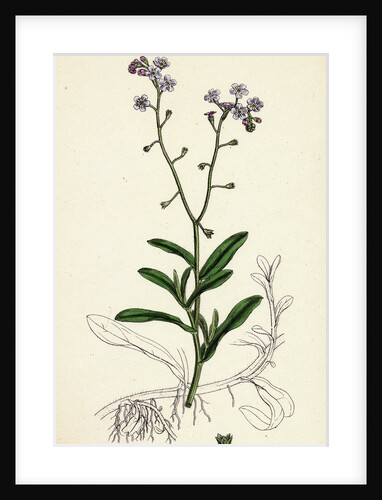 Myosotis Palustris Great Water Forget-Me-Not by Anonymous