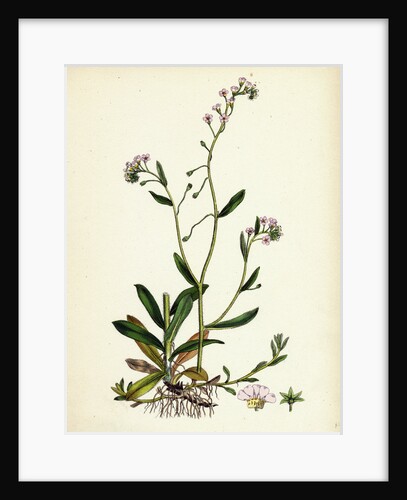 Myosotis Repens Creeping Water Forget-Me-Not by Anonymous