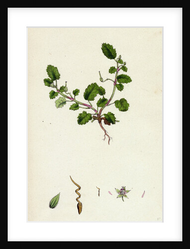 Erodium Maritimum Sea Stork's-Bill by Anonymous