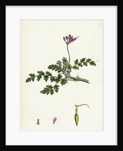 Erodium Cicutarium Common Stork's-Bill by Anonymous