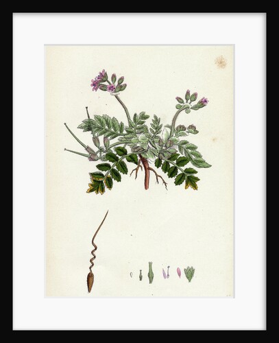 Erodium Moschatum Musk Stork's-Bill by Anonymous