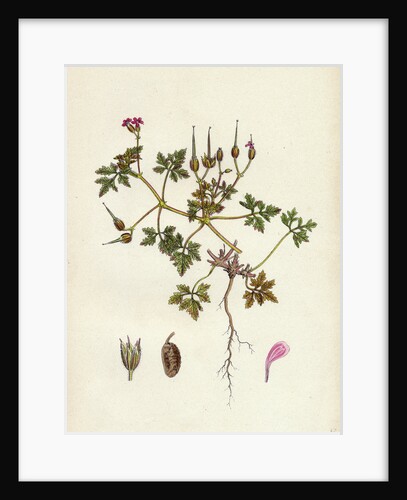 Geranium Robertianum Var. Purpureum Herb Robert Var. Y. by Anonymous