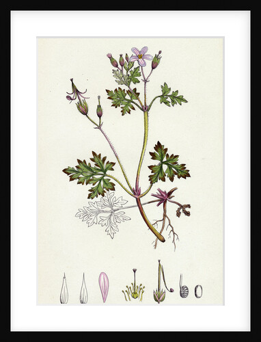 Geranium Robertianum Herb Robert by Anonymous