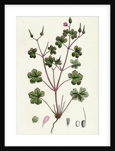 Geranium Lucidum Shining Crane's-Bill by Anonymous