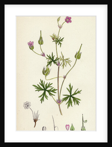 Geranium Columbinum Long-Stalked Crane's-Bill by Anonymous