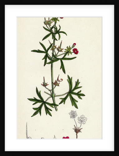 Geranium Dissectum Jagged Leaved Crane's-Bill by Anonymous