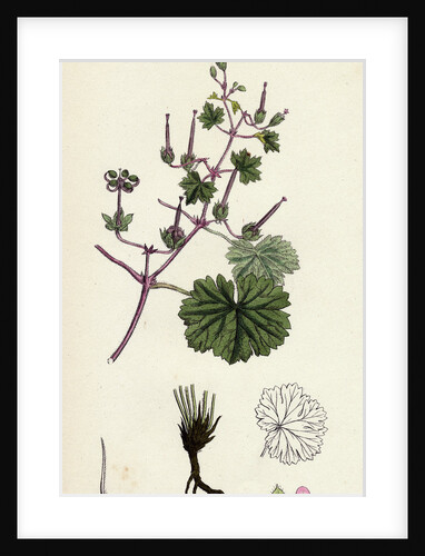 Geranium Rotundifolium Round-Leaved Crane's-Bill by Anonymous