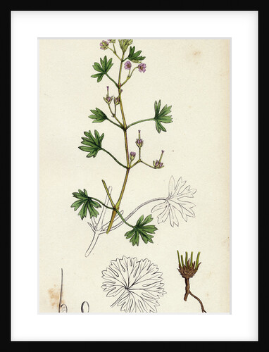 Geranium Pusillum Small-Flowered Crane's-Bill by Anonymous