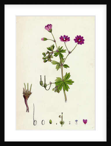 Geranium Pyrenaicum Mountain Crane's-Bill by Anonymous