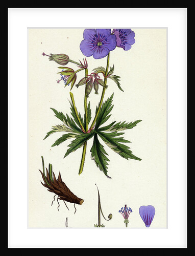 Geranium Pratense Blue Meadow Crane's-Bill by Anonymous