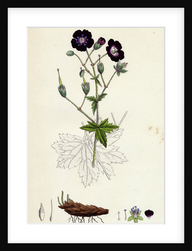 Geranium Phaeum Dusky Crane's-Bill by Anonymous