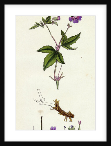 Geranium Nodosum Knotty Crane's-Bill by Anonymous