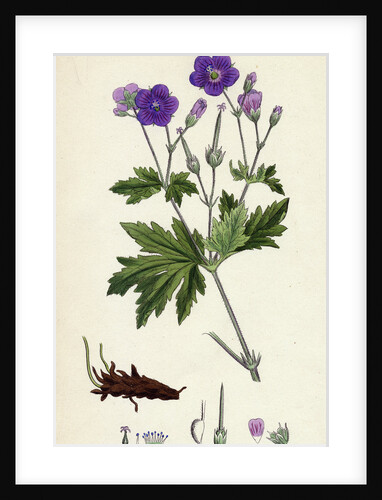 Geranium Sylvaticum Wood Crane's-Bill by Anonymous