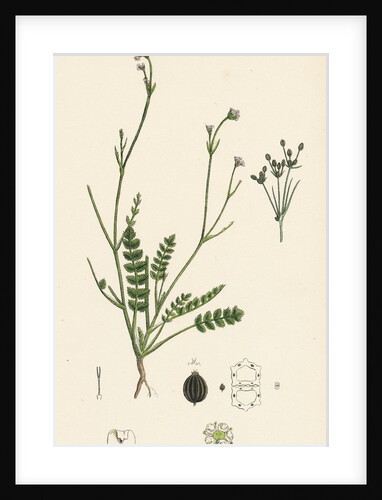 Petroselinum Segetum Corn Parsley by Anonymous