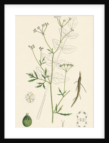 Sison Amomum Hedge Stonewort by Anonymous