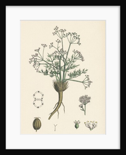 Trinia Vulgaris Glabrous Stonewort by Anonymous