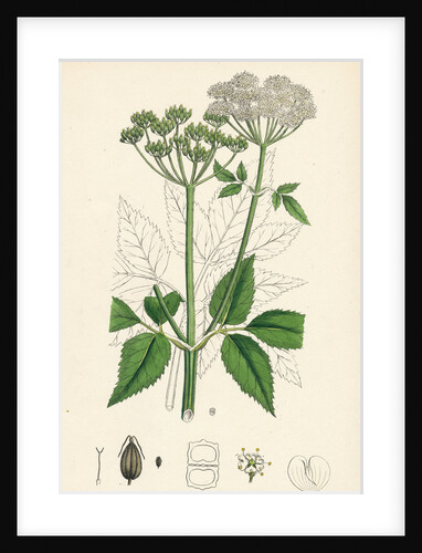 Aegopodium Podagraria Common Goutweed by Anonymous