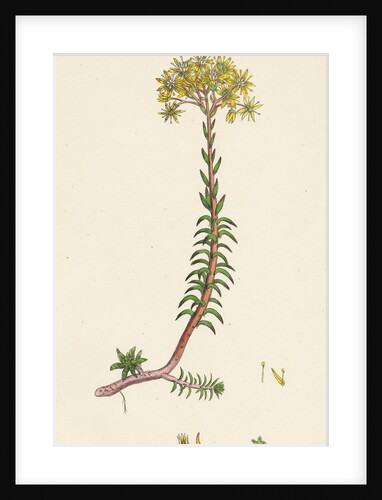 Sedum Eu-Reflexum Yellow Stone-Crop by Anonymous