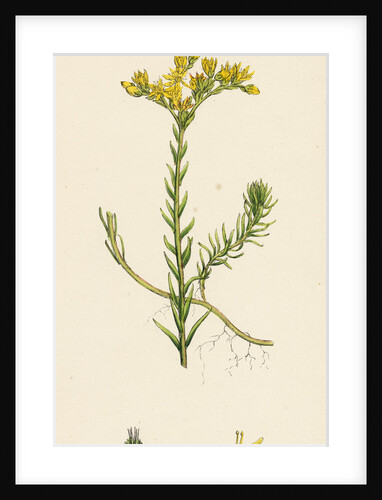 Sedum Albescens Glaucous Stone-Crop by Anonymous