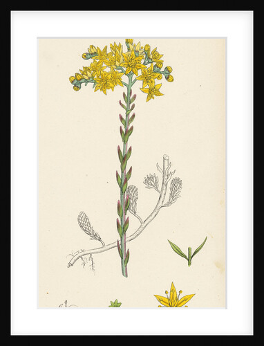 Sedum Elegans Rock Stone-Crop by Anonymous