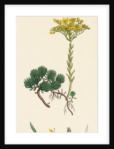 Sedum Forsterianum Forster's Stone-Crop by Anonymous