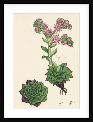 Sempervivum Tectorum Common House-Leek by Anonymous