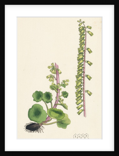 Cotyledon Umbilicus Common Navel-Wort by Anonymous