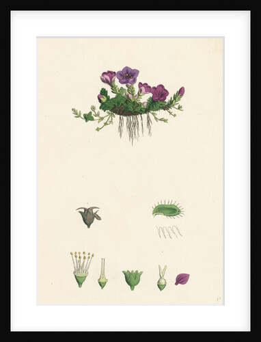 Saxifraga Oppositifolia Purple Mountain Saxifrage by Anonymous