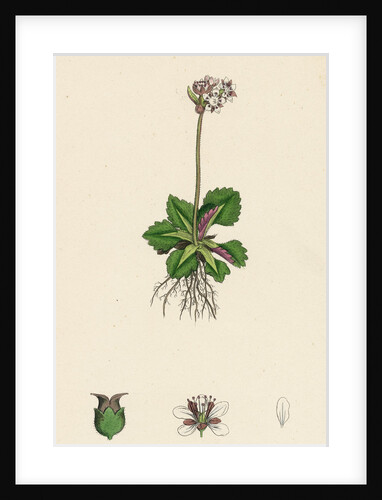 Saxifraga Nivalis Alpine Clustered Saxifrage by Anonymous