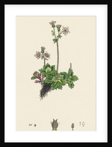 Saxifraga Stellaris Starry Saxifrage by Anonymous