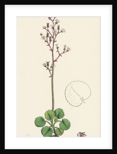 Saxifraga Geum Kidney-Leaved London-Pride by Anonymous