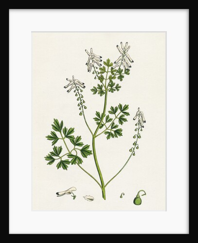 Fumaria Pallidiflora Pale Flowered Fumitory by Anonymous