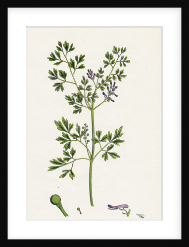 Fumaria Muralis Rampant Fumitory by Anonymous