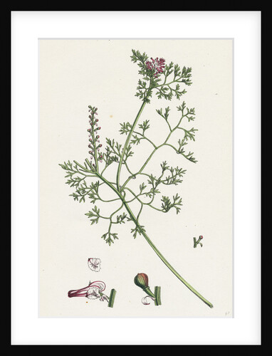 Fumaria Micrantha Close-Flowered Fumitory by Anonymous