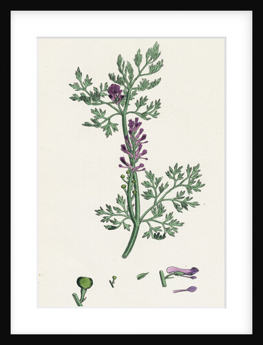 Fumaria Officinalis Common Fumitory- by Anonymous