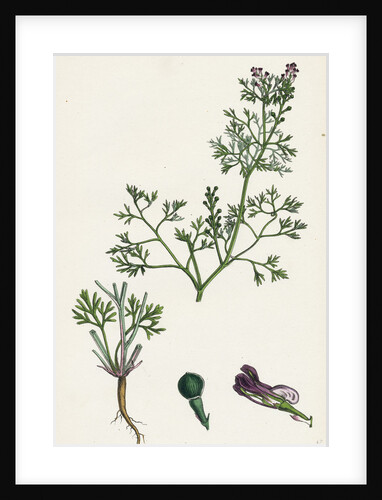 Fumaria Vaillantii Vaillant's Small-Flowered Fumitory- by Anonymous