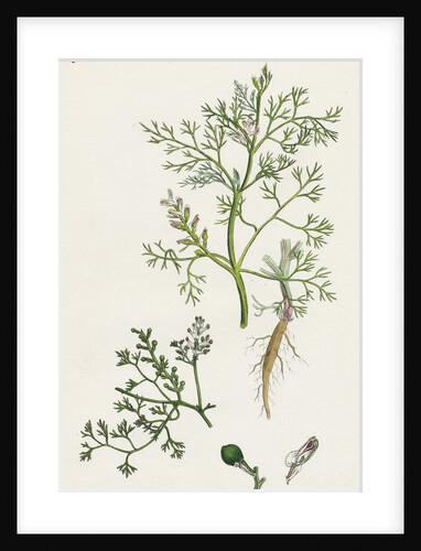 Fumaria Parviflora Lamark's Small Flowered Fumitory by Anonymous