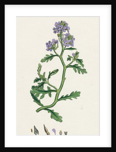 Cakile Maritima Sea Rocket by Anonymous